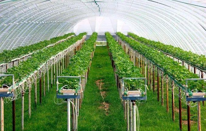 农业种植（菠菜种植包装）